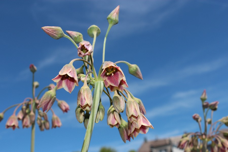 Nectaroscordum siculum Bhlgrund 20170611 2