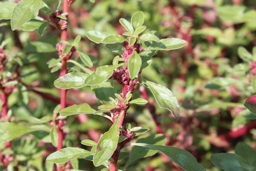 Amaranthus_blitoides 20140904 Regensburg Botgart 2