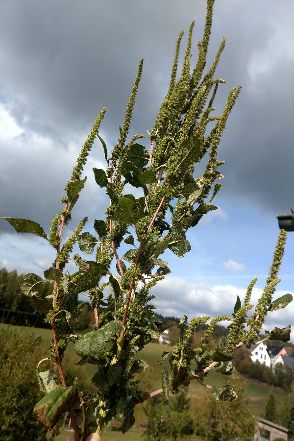 Amaranthus_powellii Bühlgrund 20181003 2 Amaranthus_powellii Bühlgrund 20181003 2