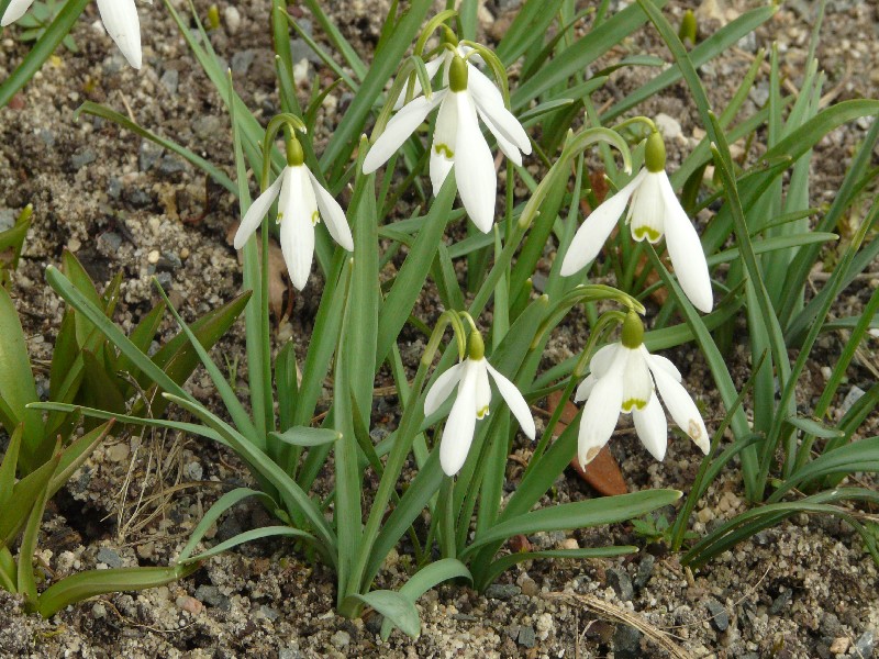Galanthus_elwesii 2 Botgart Bayreuth 20120318 Galanthus_elwesii 2 Botgart Bayreuth 20120318