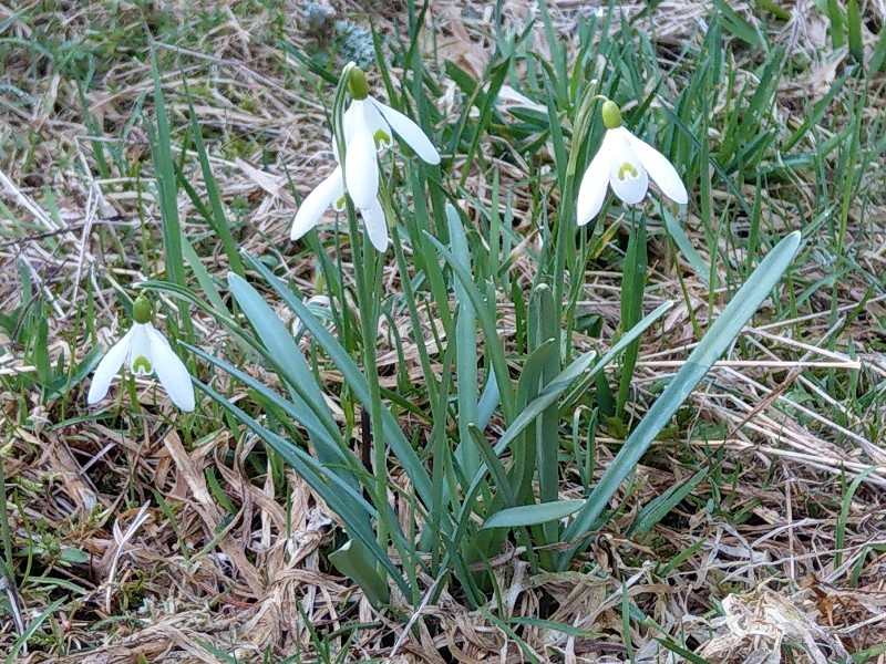 Galanthus_nivalis Pfarrgrund 20190330 3 Galanthus_nivalis Pfarrgrund 20190330 3
