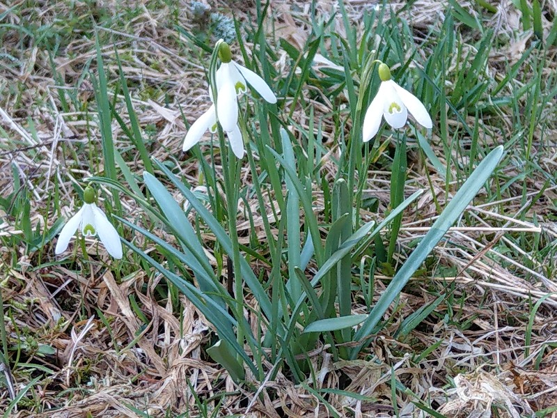 Galanthus_nivalis Pfarrgrund 20190330 3