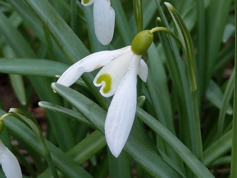 Galanthus_nivalis Pfarrgrund 20190330 7 Galanthus_nivalis Pfarrgrund 20190330 7