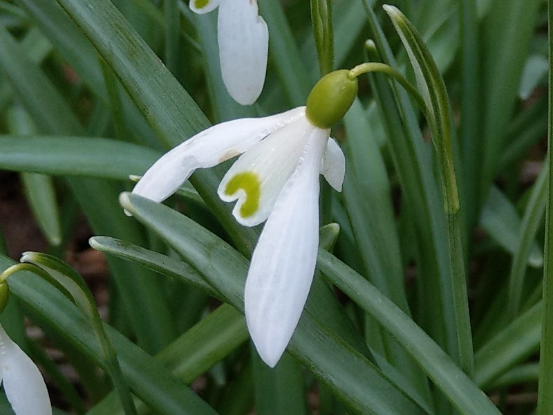 Galanthus_nivalis Pfarrgrund 20190330 7