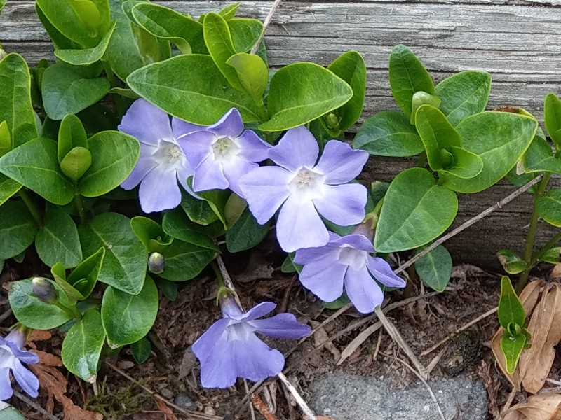 Vinca_minor Enchenreuth 20190408 3