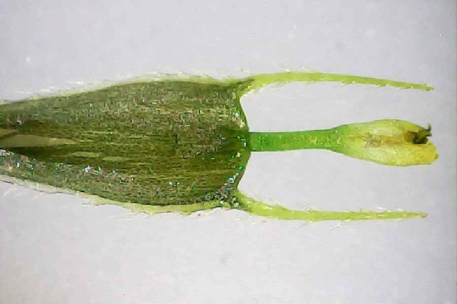 Bidens_frondosus Gottfriedsreuth 20170820 2 Bidens_frondosus Gottfriedsreuth 20170820 2