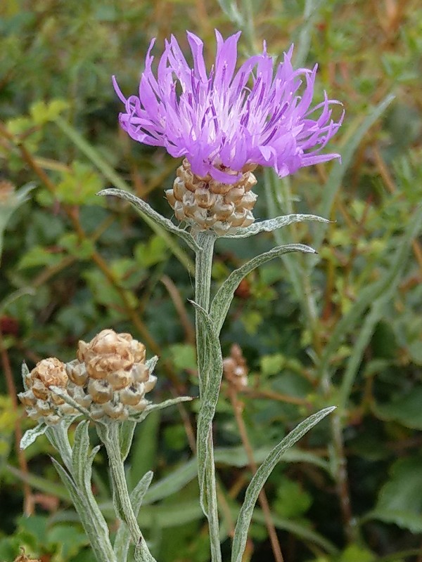 Centaurea jacea_ssp._angustifolia Zeyern 20190714 4