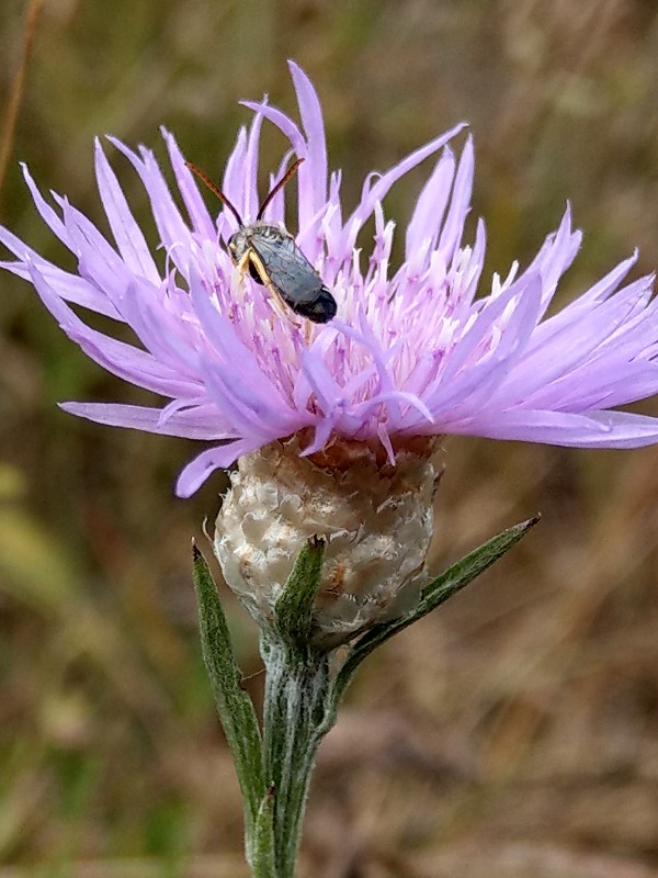 Centaurea jacea_ssp._angustifolia Zeyern 20190714 1 Centaurea jacea_ssp._angustifolia Zeyern 20190714 1
