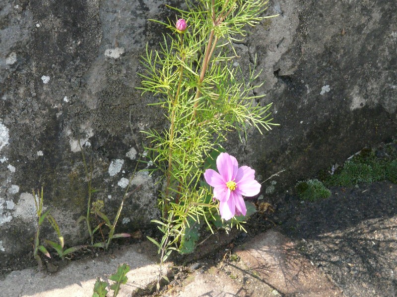 Cosmos_bipinnatus_1_TBB_Distelhausen_20090627 Cosmos_bipinnatus_1_TBB_Distelhausen_20090627