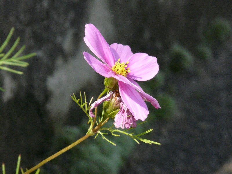 Cosmos_bipinnatus_3_TBB_Distelhausen_20090627 Cosmos_bipinnatus_3_TBB_Distelhausen_20090627
