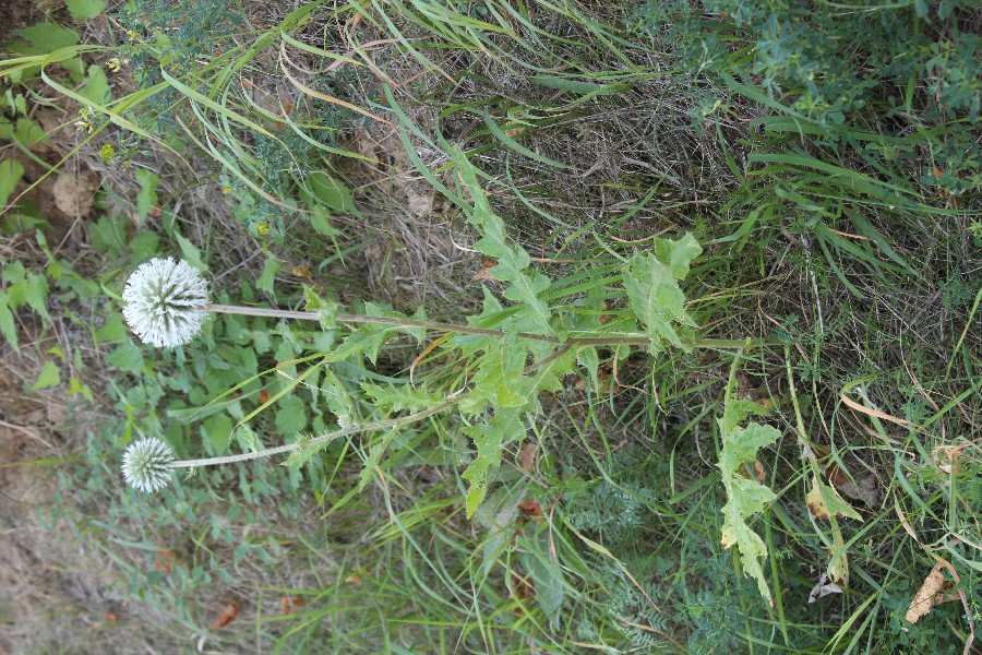 Echinops_sphaerocephalus Wipperdurchbruch 20160903 1 Echinops_sphaerocephalus Wipperdurchbruch 20160903 1