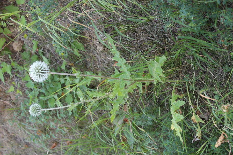 Echinops_sphaerocephalus Wipperdurchbruch 20160903 1