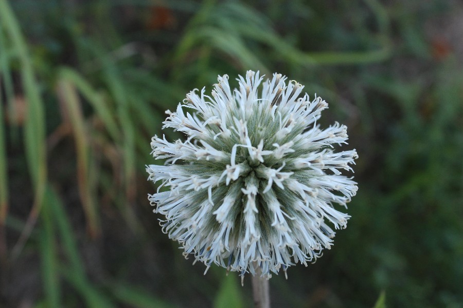 Echinops_sphaerocephalus Wipperdurchbruch 20160903 3