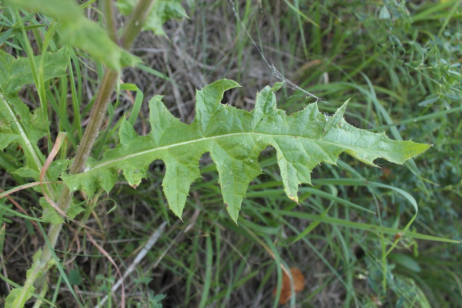 Echinops_sphaerocephalus Wipperdurchbruch 20160903 6