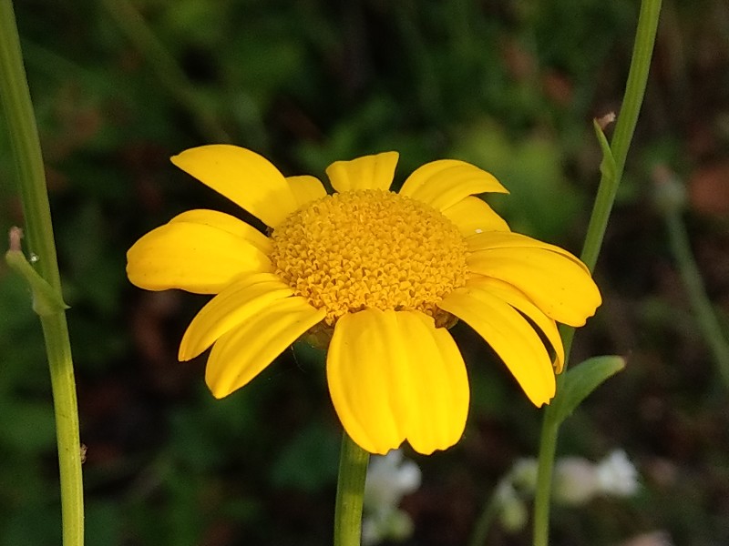 Glebionis_segetum Bhlgrund 20190804 1