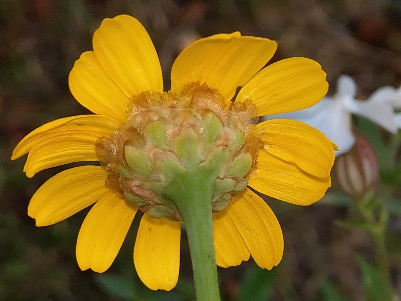 Glebionis_segetum Bühlgrund 20190804 2 Glebionis_segetum Bühlgrund 20190804 2