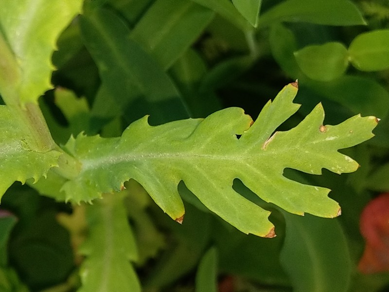 Glebionis_segetum Bühlgrund 20190804 3 Glebionis_segetum Bühlgrund 20190804 3