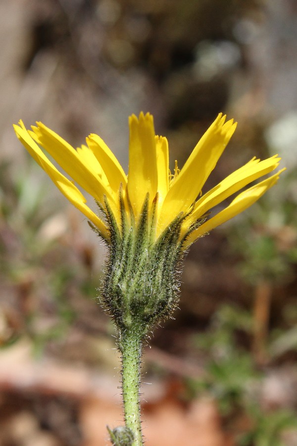 Hieracium_glaucinum 1