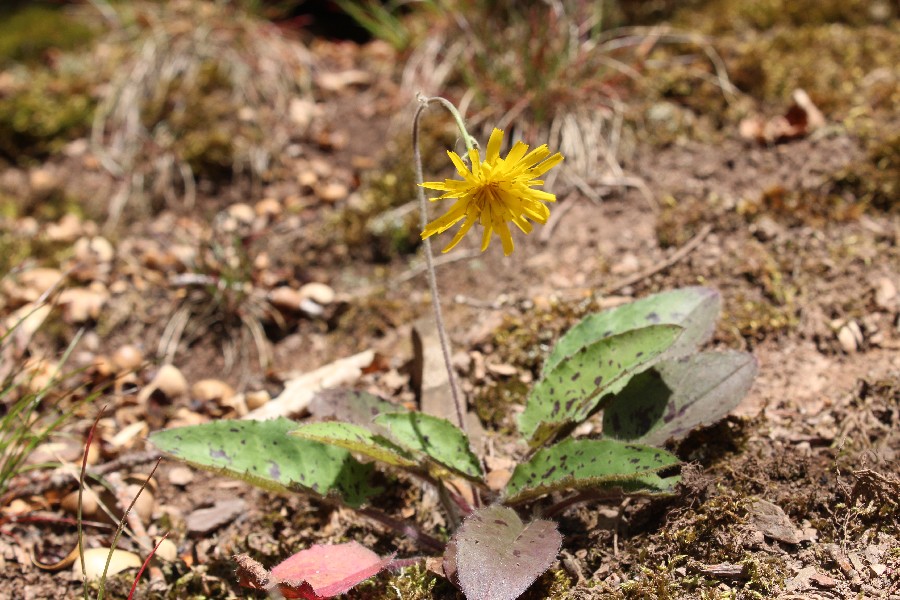 Hieracium_glaucinum Brauselay 20170509 1