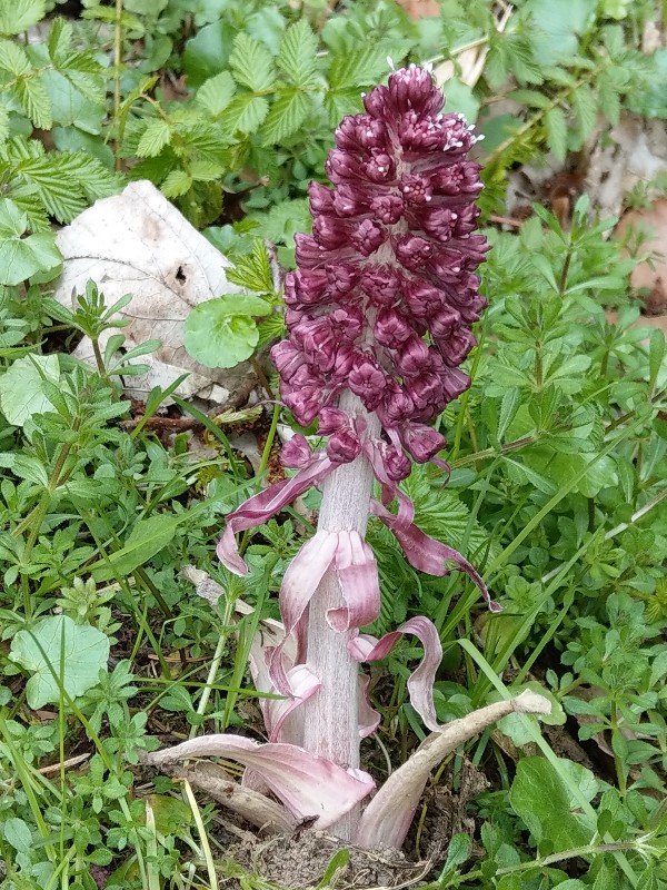 Petasites_hybridus Schlackenreuth 20190414 1 Petasites_hybridus Schlackenreuth 20190414 1