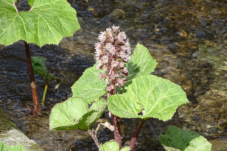 Petasites_hybridus Steinachtal 20160406 Petasites_hybridus Steinachtal 20160406
