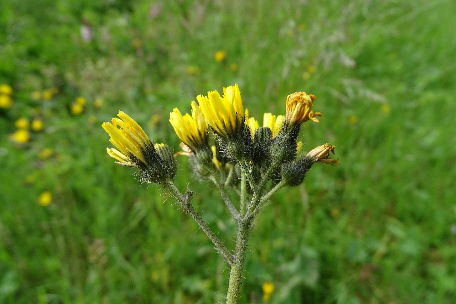 Pilosella caespitosa Enchenreuth 20160618 1