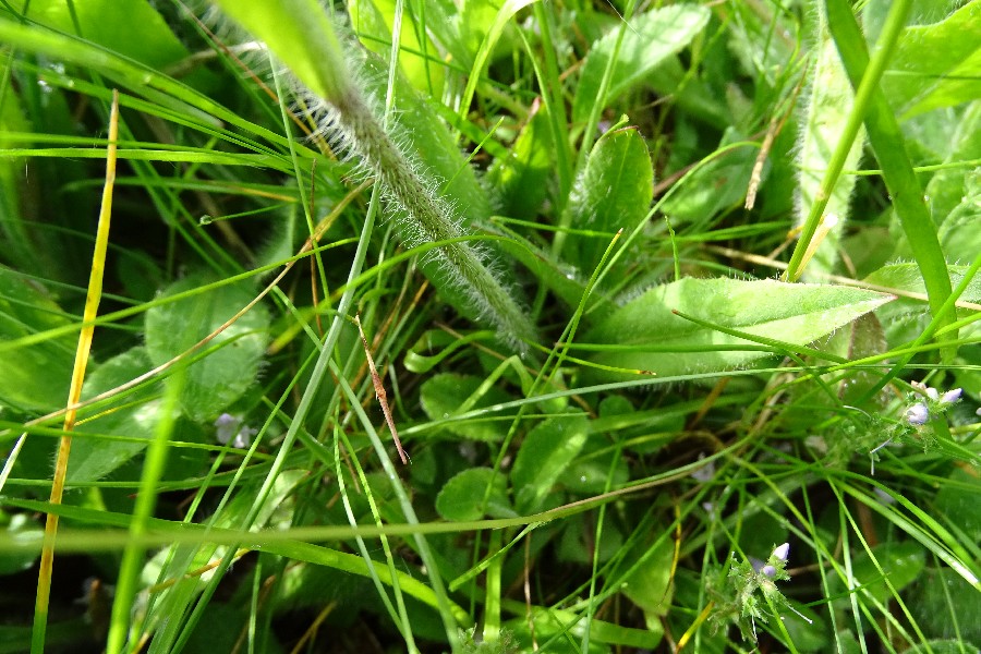 Pilosella caespitosa Enchenreuth 20160618 3