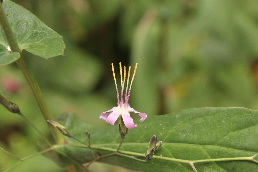 Prenanthes_purpurea Sengutweg Schnaid  201508009 2