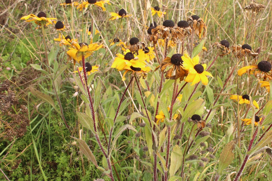 Rudbeckia_hirta Enchenreuth 20170921 1 Rudbeckia_hirta Enchenreuth 20170921 1
