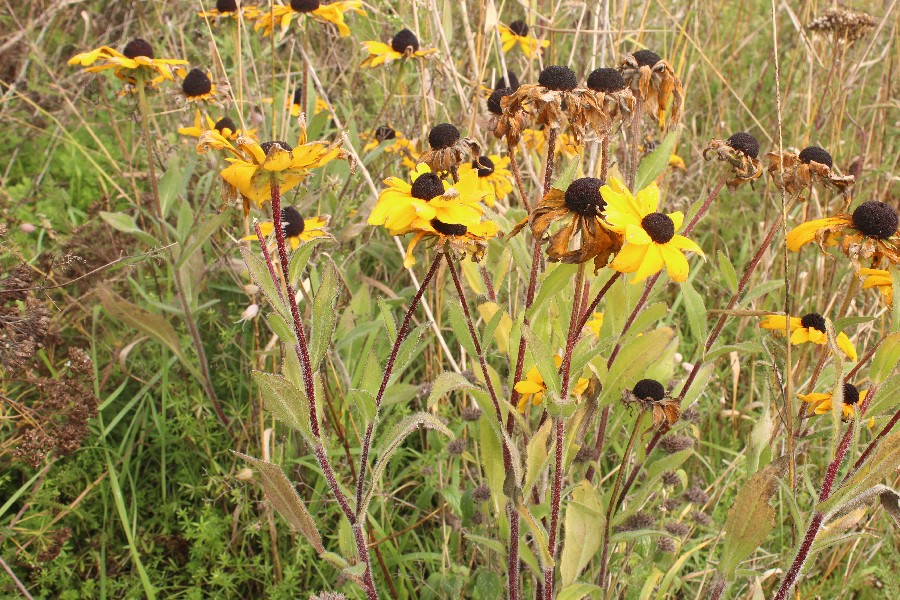 Rudbeckia_hirta Enchenreuth 20170921 1