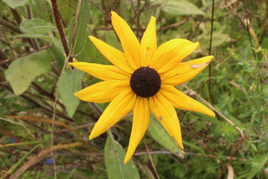 Rudbeckia_hirta Enchenreuth 20170921 2