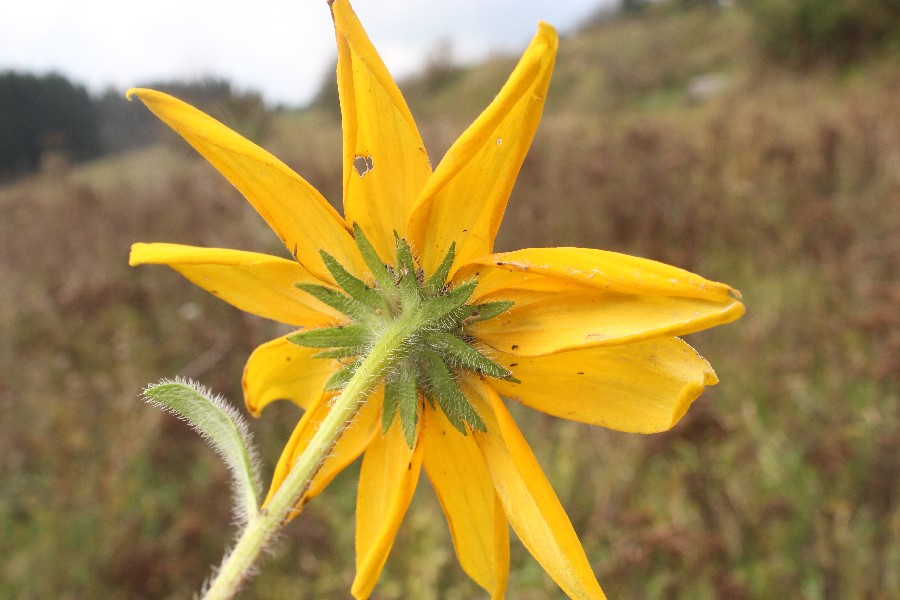 Rudbeckia_hirta Enchenreuth 20170921 3