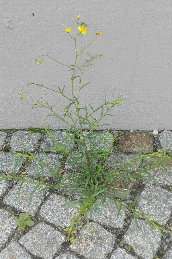 Senecio_inaequidens Helmbrechts Rathaus 20170612 2 Senecio_inaequidens Helmbrechts Rathaus 20170612 2