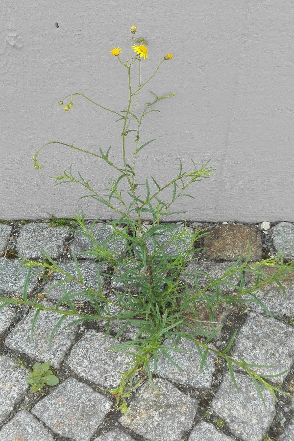 Senecio_inaequidens Helmbrechts Rathaus 20170612 2