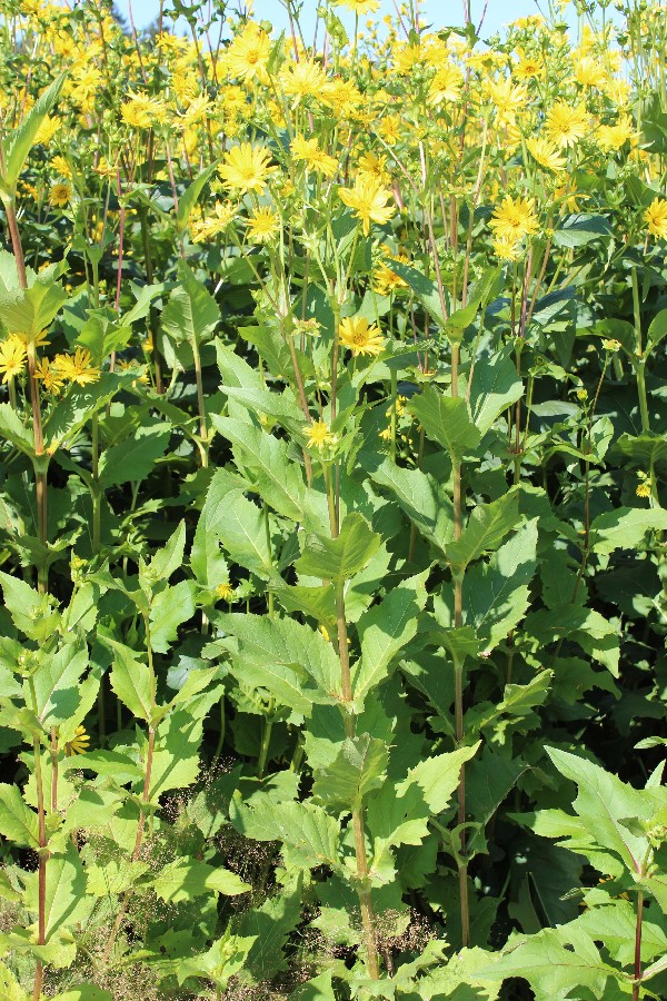 Silphium_perfoliatum 02 Mnchberg 20120815