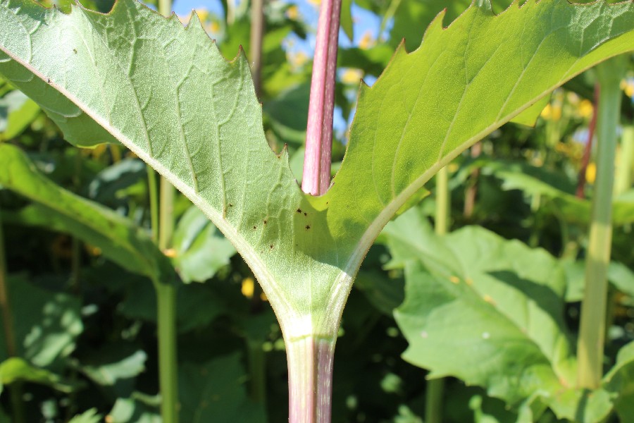 Silphium_perfoliatum 04 Mnchberg 20120815