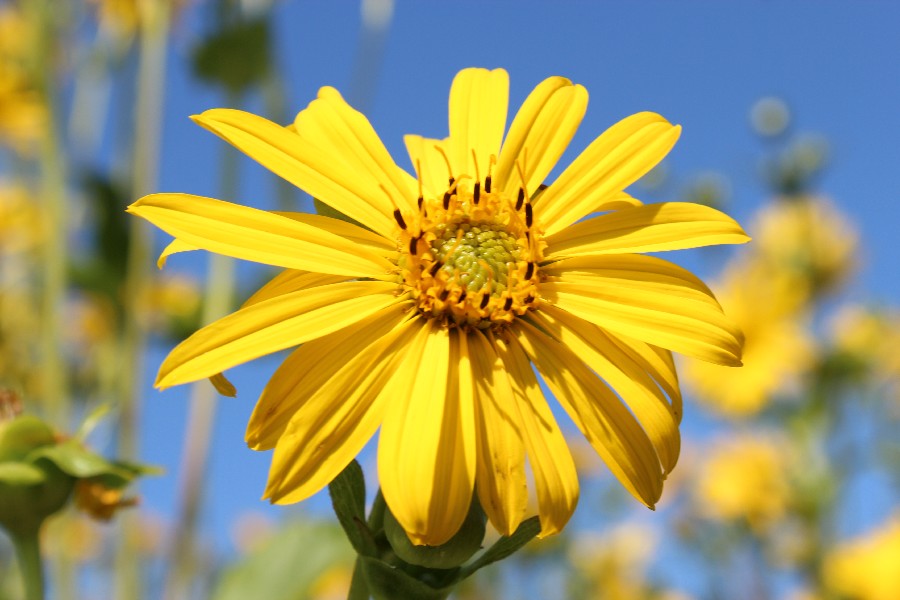 Silphium_perfoliatum 05 Mnchberg 20120815