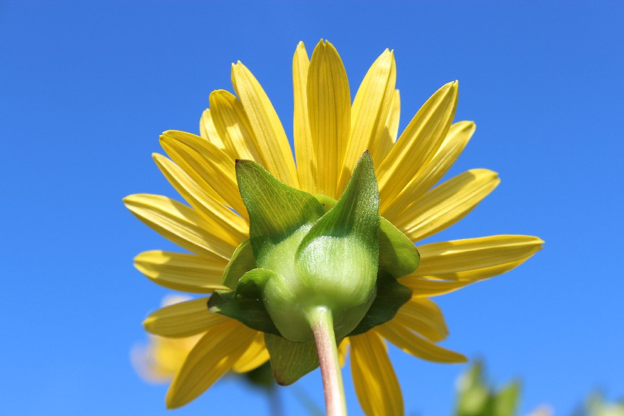 Silphium_perfoliatum 07 Mnchberg 20120815