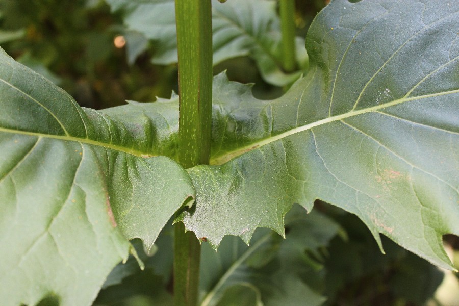 Silphium_perfoliatum 08 Mnchberg 20120815