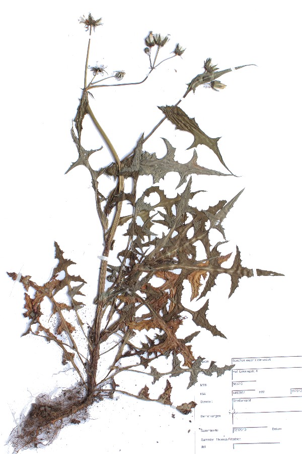 Sonchus asper x oleraceus Sonchus asper x oleraceus