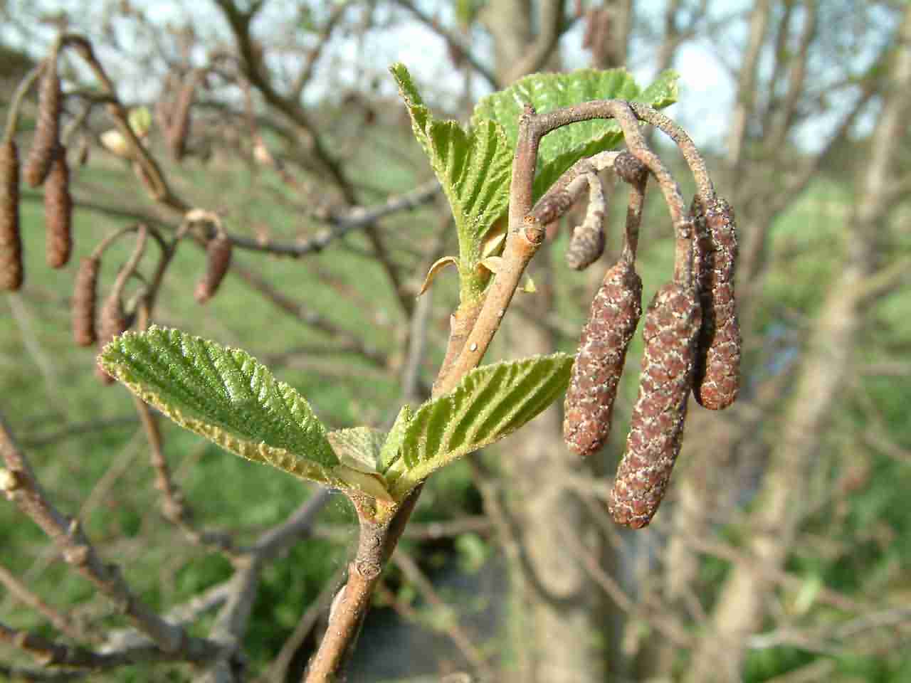 Alnus_glutinosa_0002 Alnus_glutinosa_0002