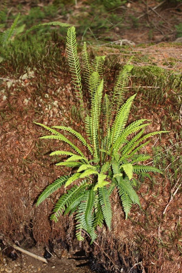 Blechnum_spicant-Fleckl-20170625-5 Blechnum_spicant-Fleckl-20170625-5