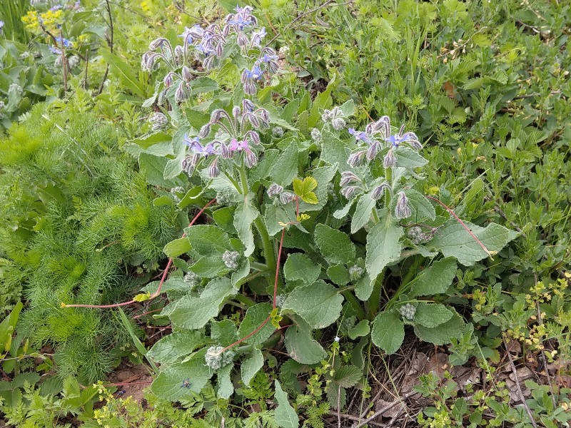 Borago off Gambach 20190507 Borago off Gambach 20190507