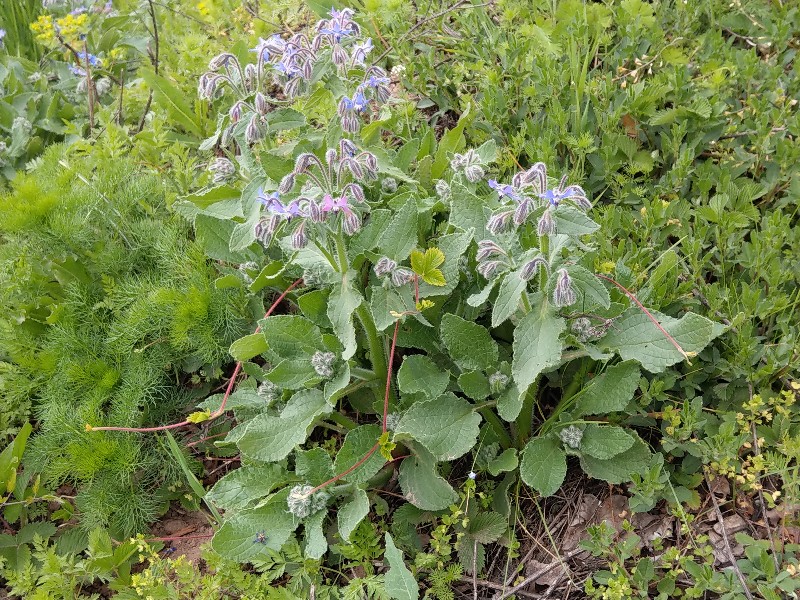 Borago off Gambach 20190507