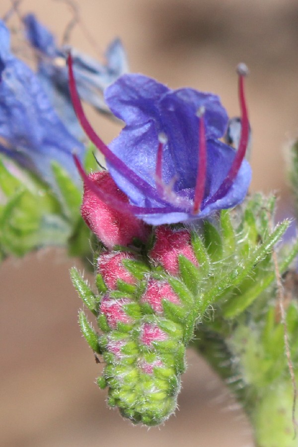 Echium_vulgare 1 Echium_vulgare 1