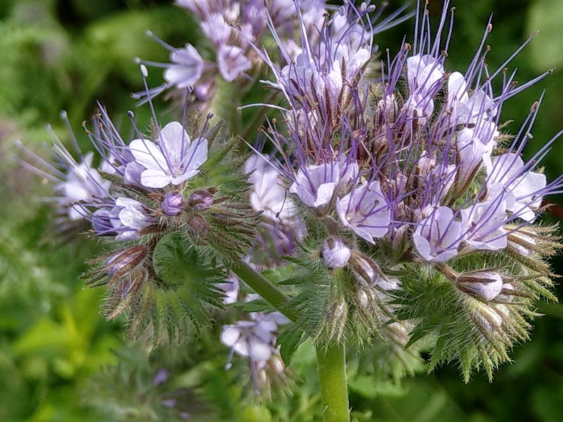 Phacelia_tanacetifolia Bühlgrund 20190924 Phacelia_tanacetifolia Bühlgrund 20190924