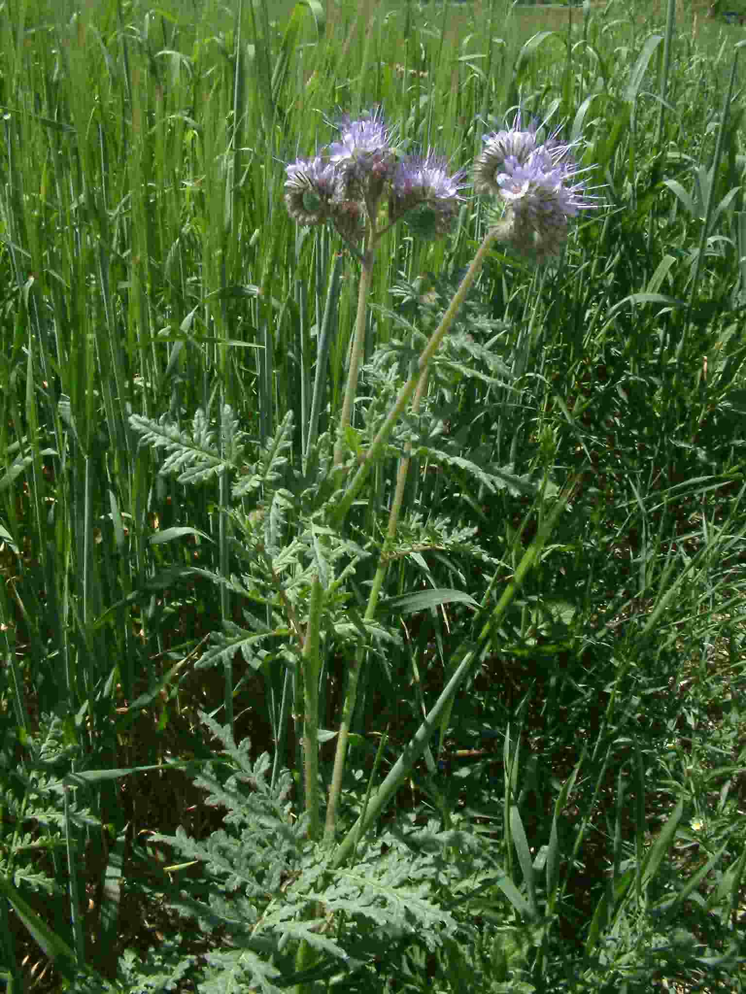 Phacelia_tanacetifolia_01_Streitberg_20050621 Phacelia_tanacetifolia_01_Streitberg_20050621