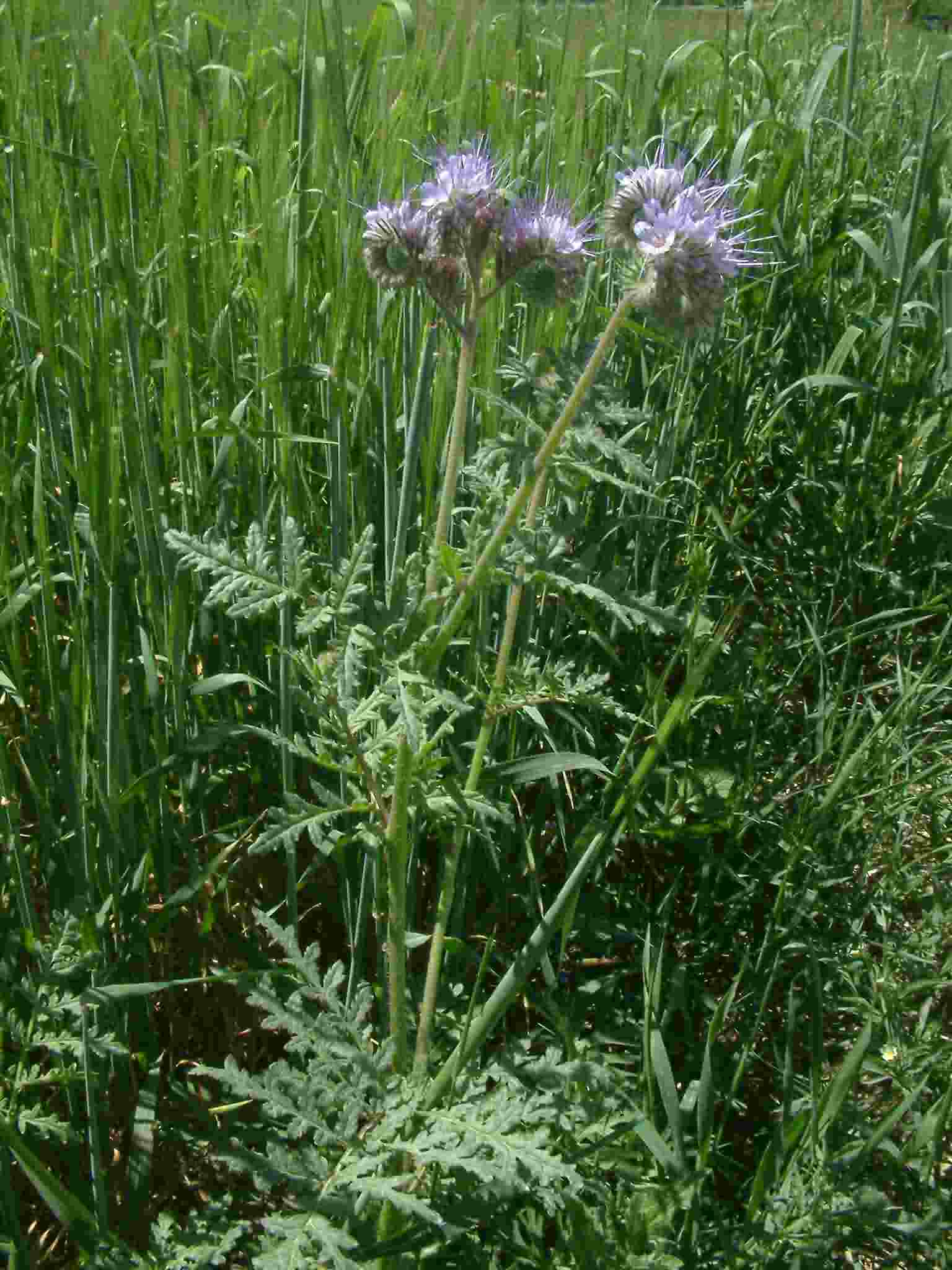 Phacelia_tanacetifolia_01_Streitberg_20050621