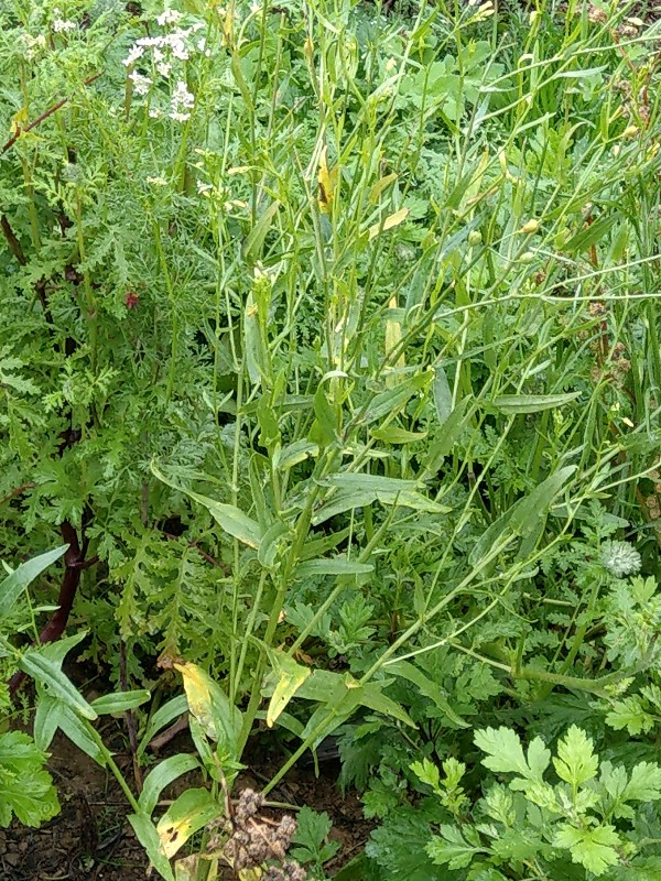 Camelina_sativa Bhlgrund 2019104 1