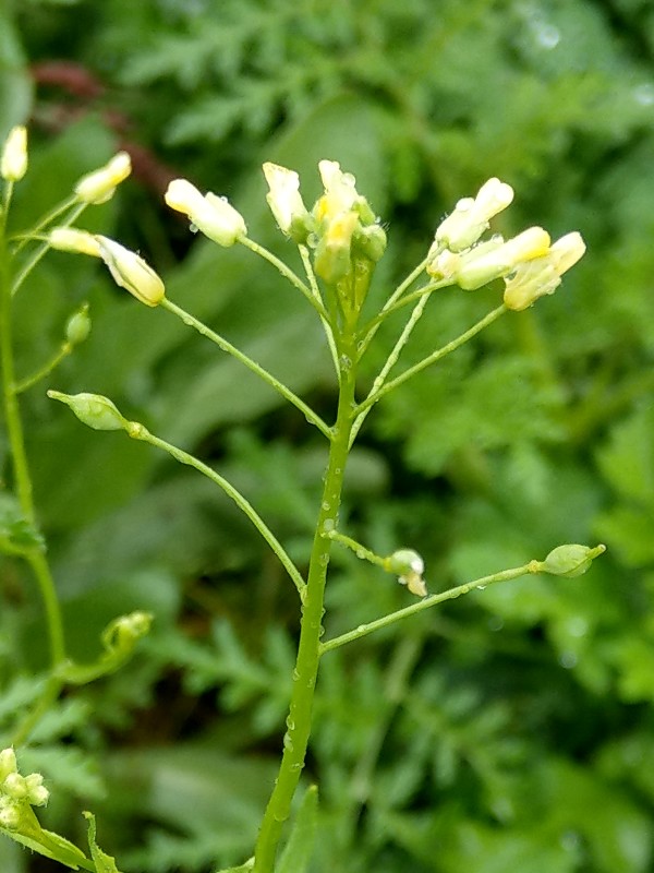 Camelina_sativa Bhlgrund 2019104 4